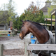 Illustration for article titled Pics from the (Stable)side: 2018-04-15 to Southlands